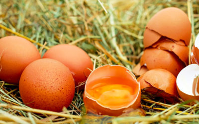 #26. Cobardes y Gallinas – Bienestar animal y tecnología